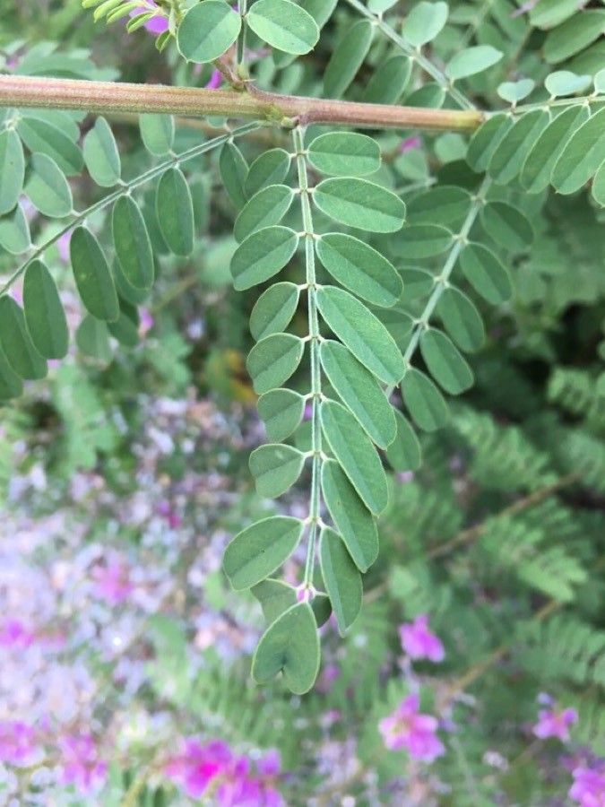 Indigofera tinctoria — search result for 'Indigofera'
