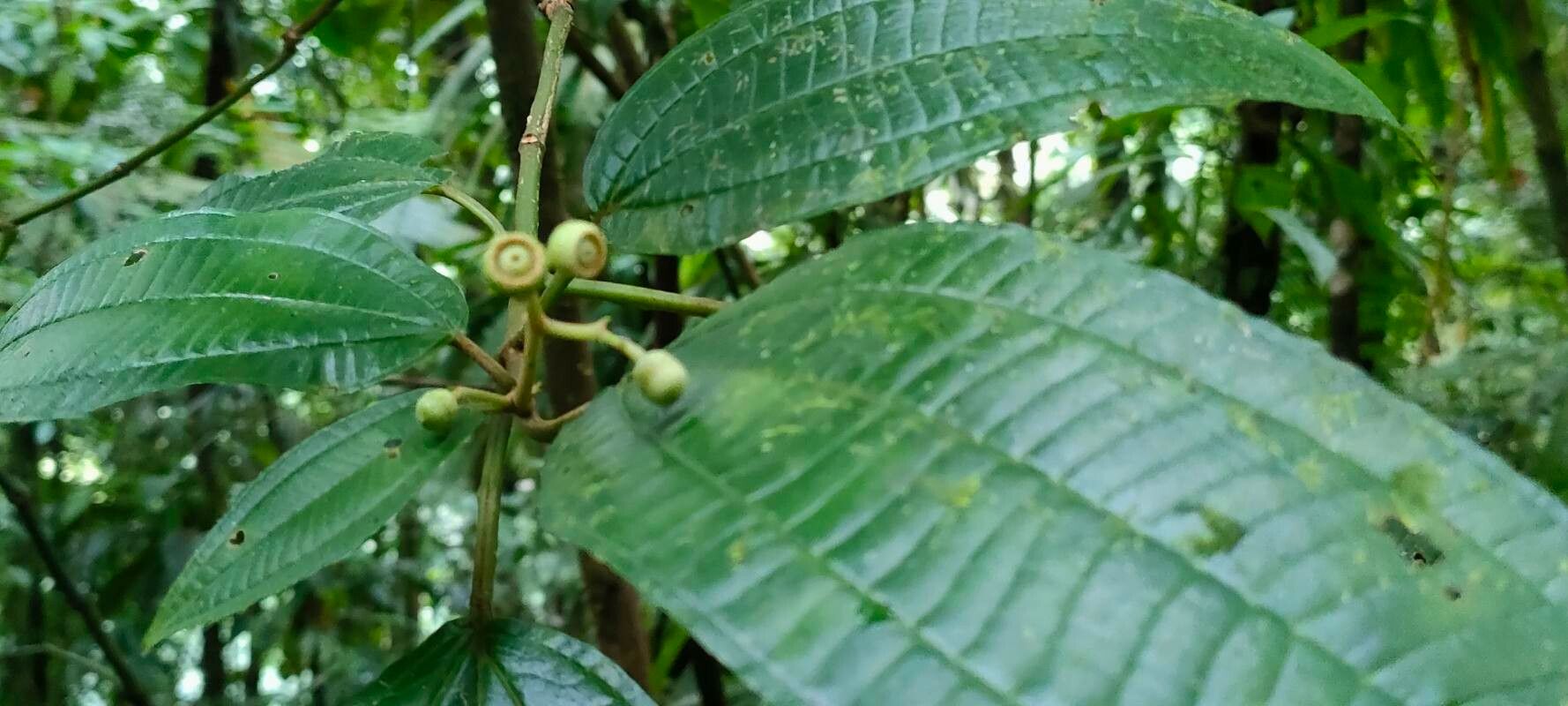 Miconia sciaphila fruit