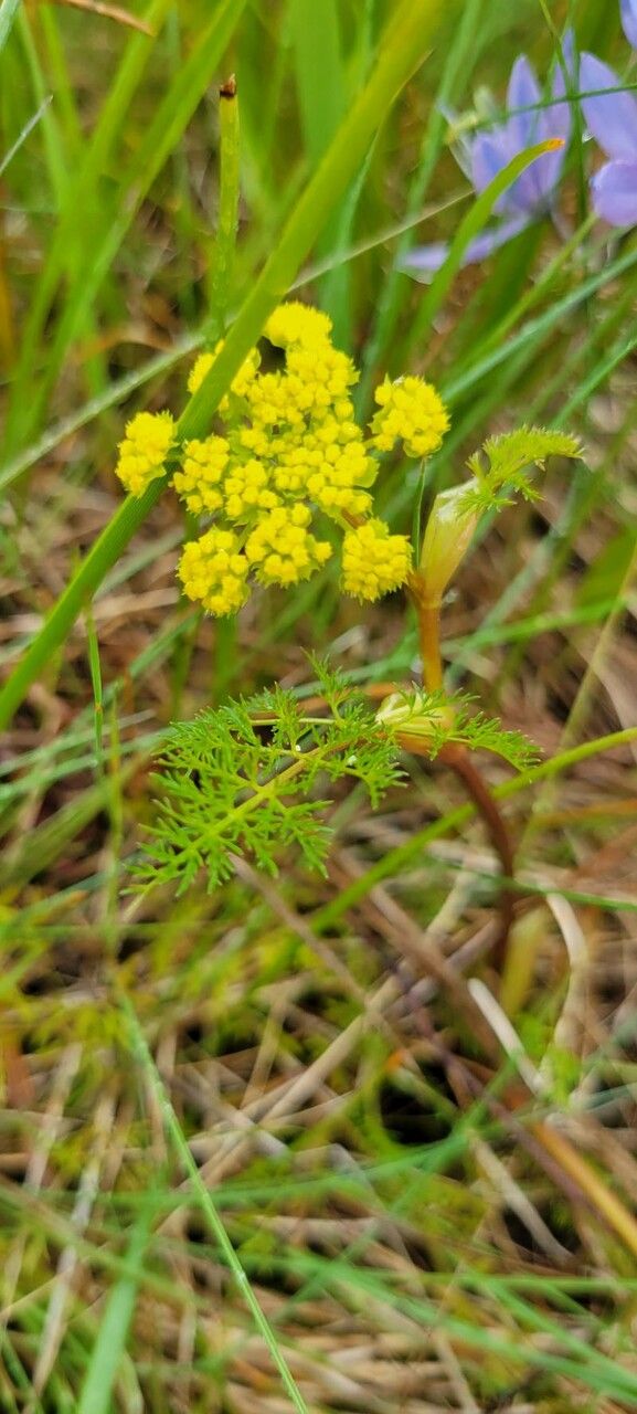 Lomatium utriculatum — houseplant care guide