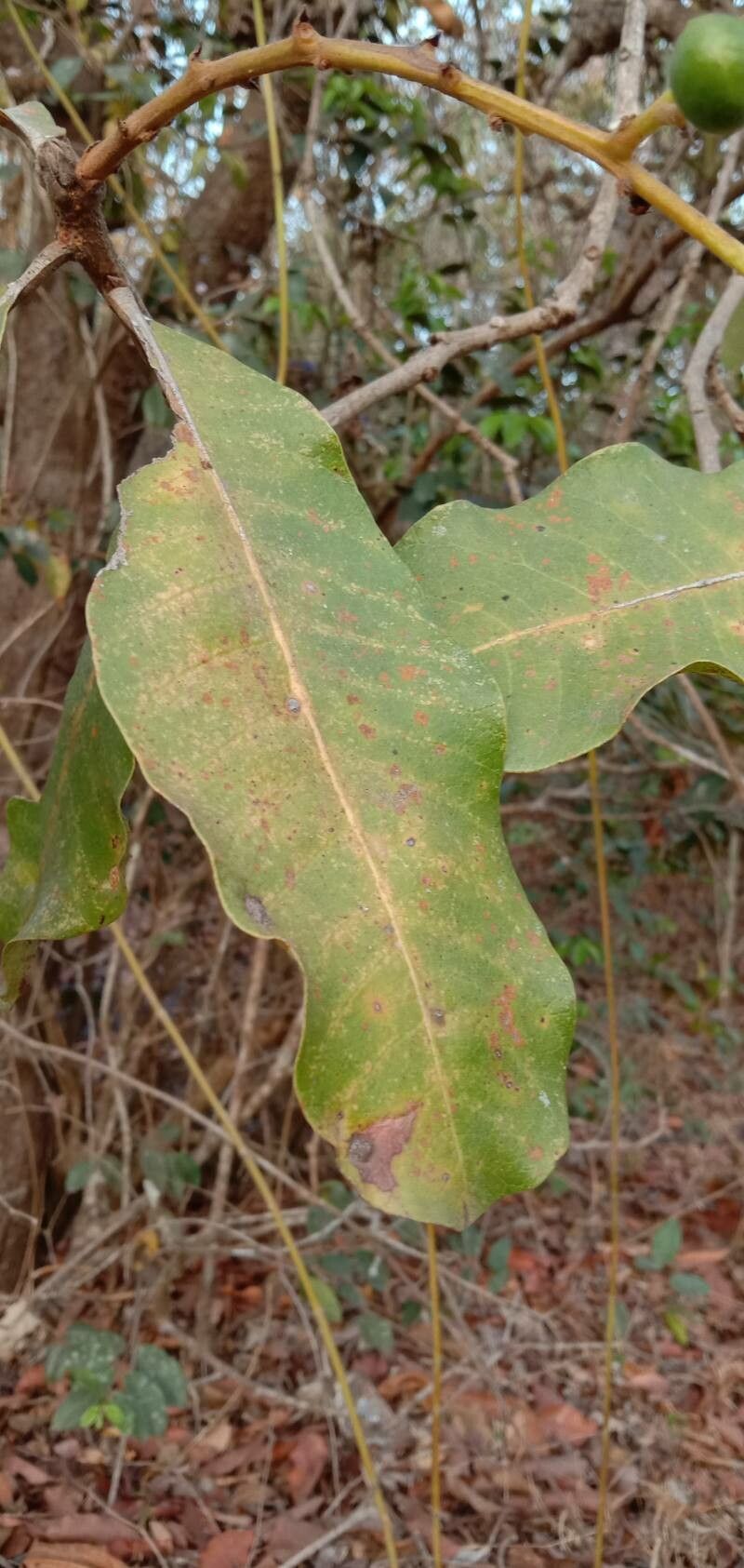 Buchanania cochinchinensis — related species from the same genus