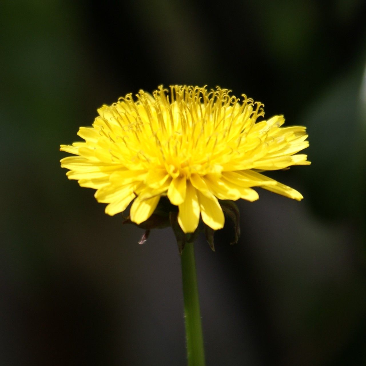 Taraxacum fasciatum flower