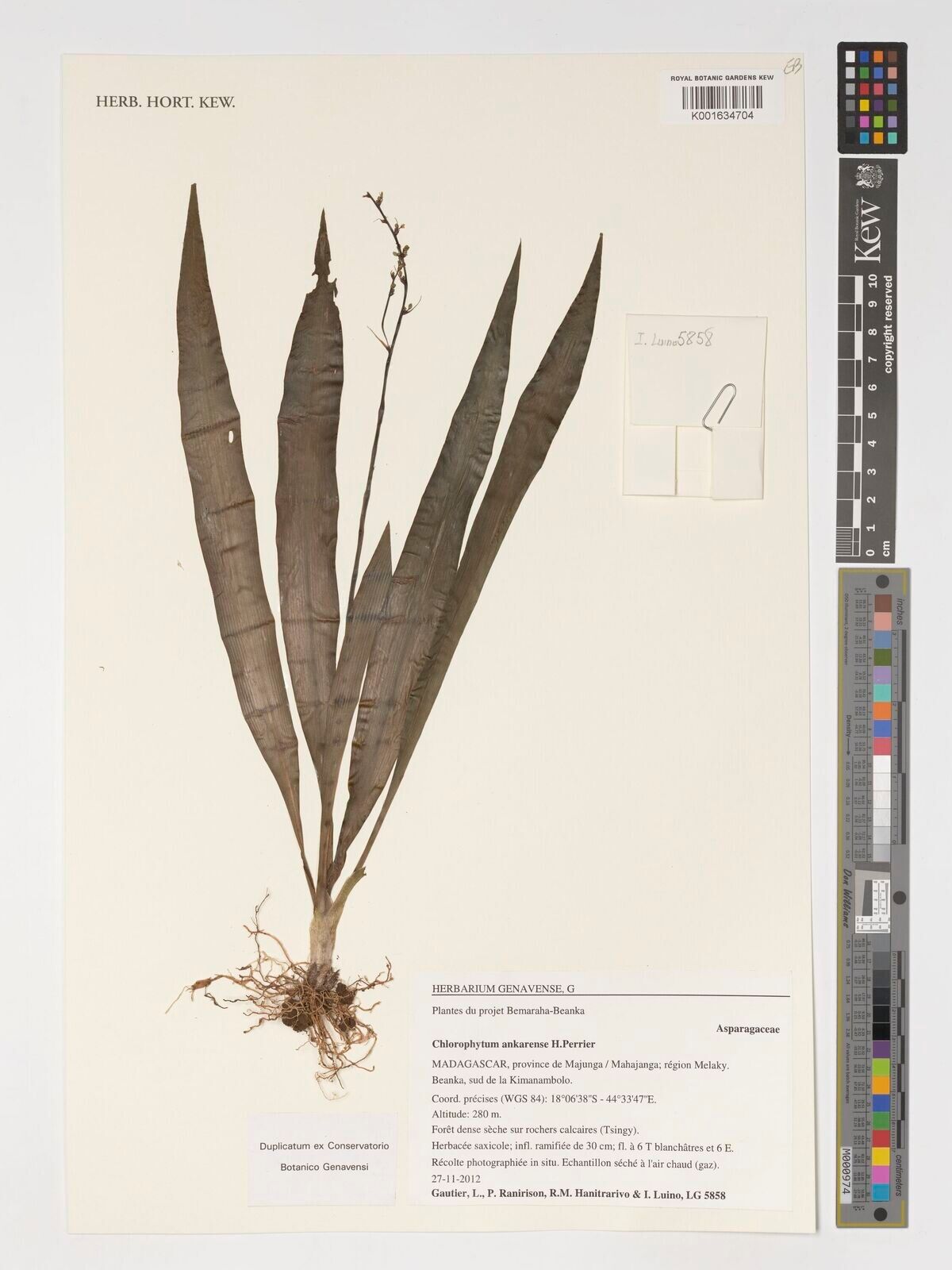 Chlorophytum ankarense — search result for 'Chlorophytum'