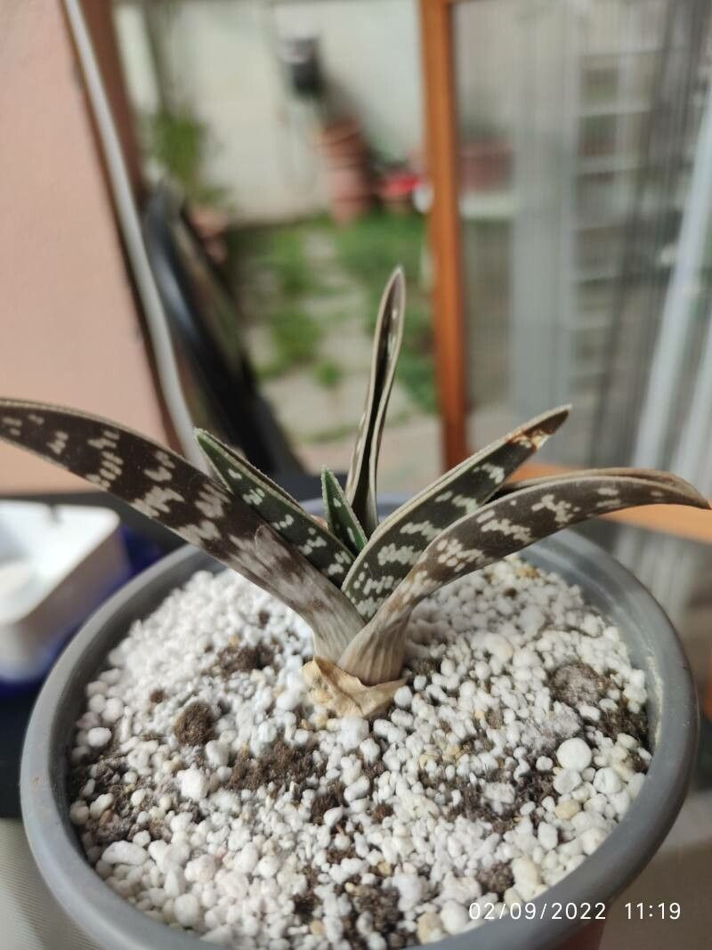 Aloe variegata fruit