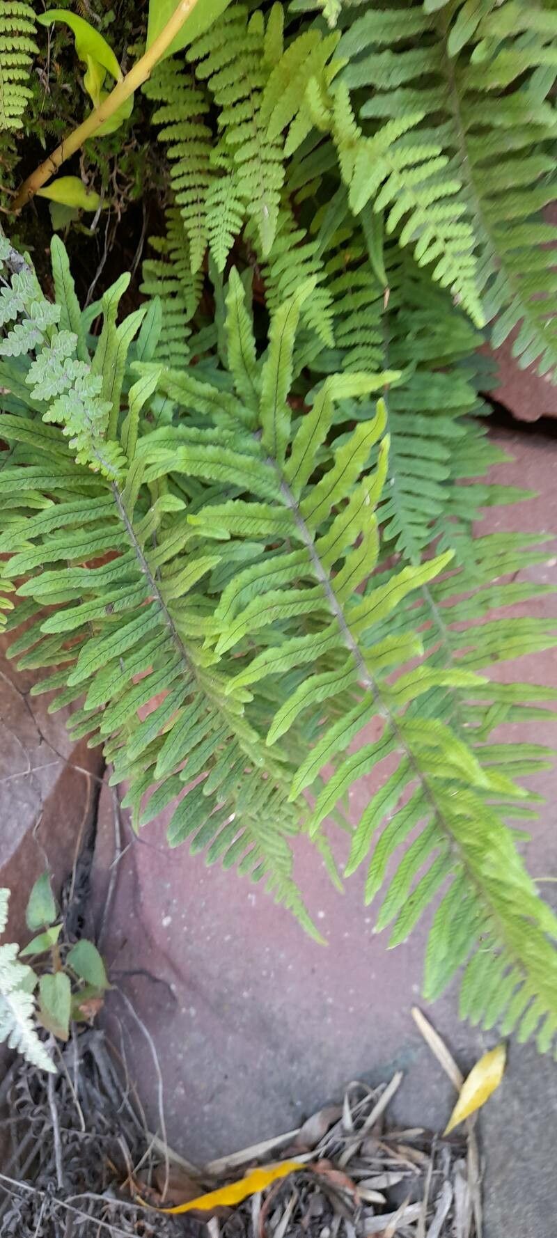 Serpocaulon lasiopus habit