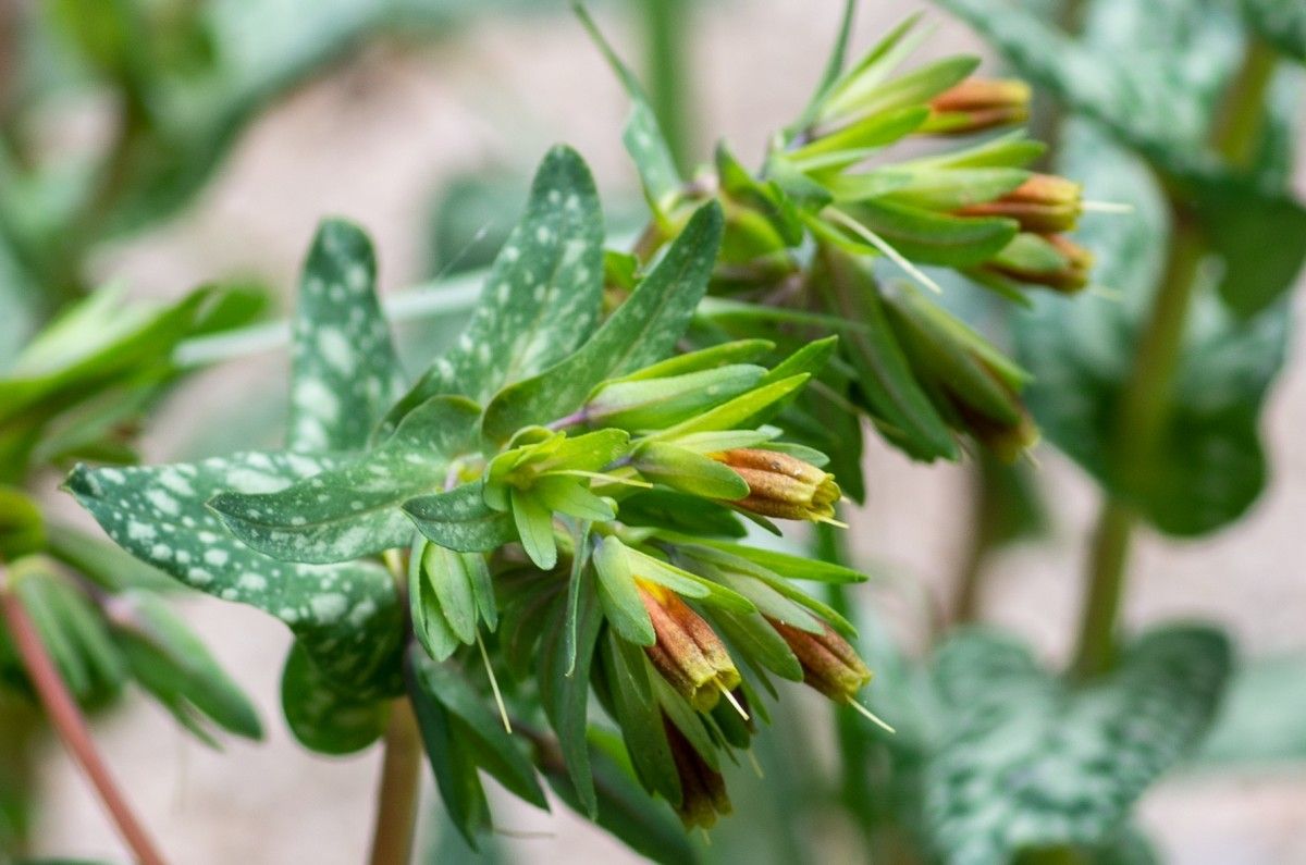 Cerinthe tenuiflora flower