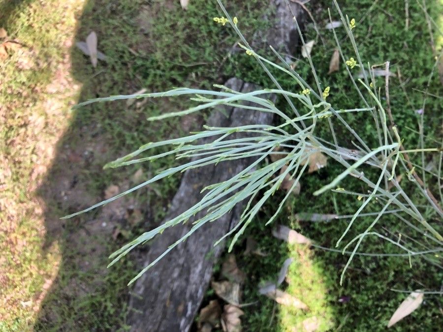 Retama monosperma — related species from the same genus