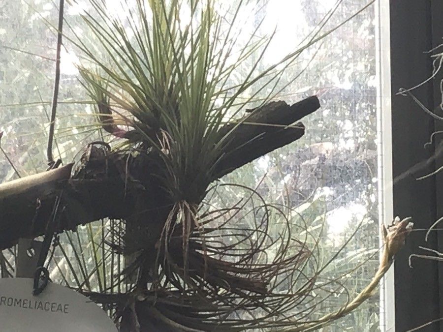 Tillandsia juncea leaf