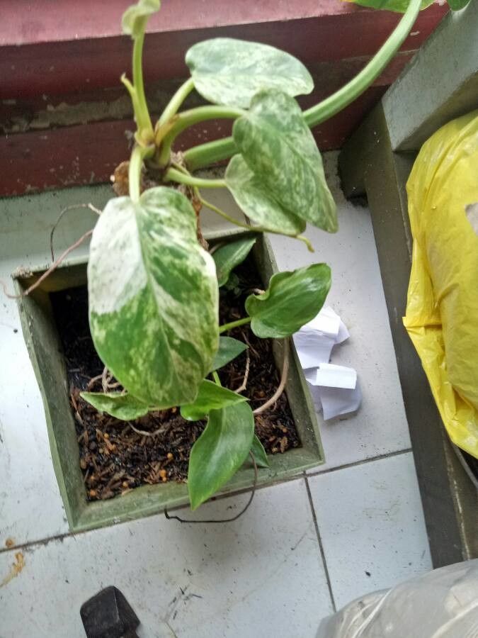 Pothos spp. — related species from the same genus