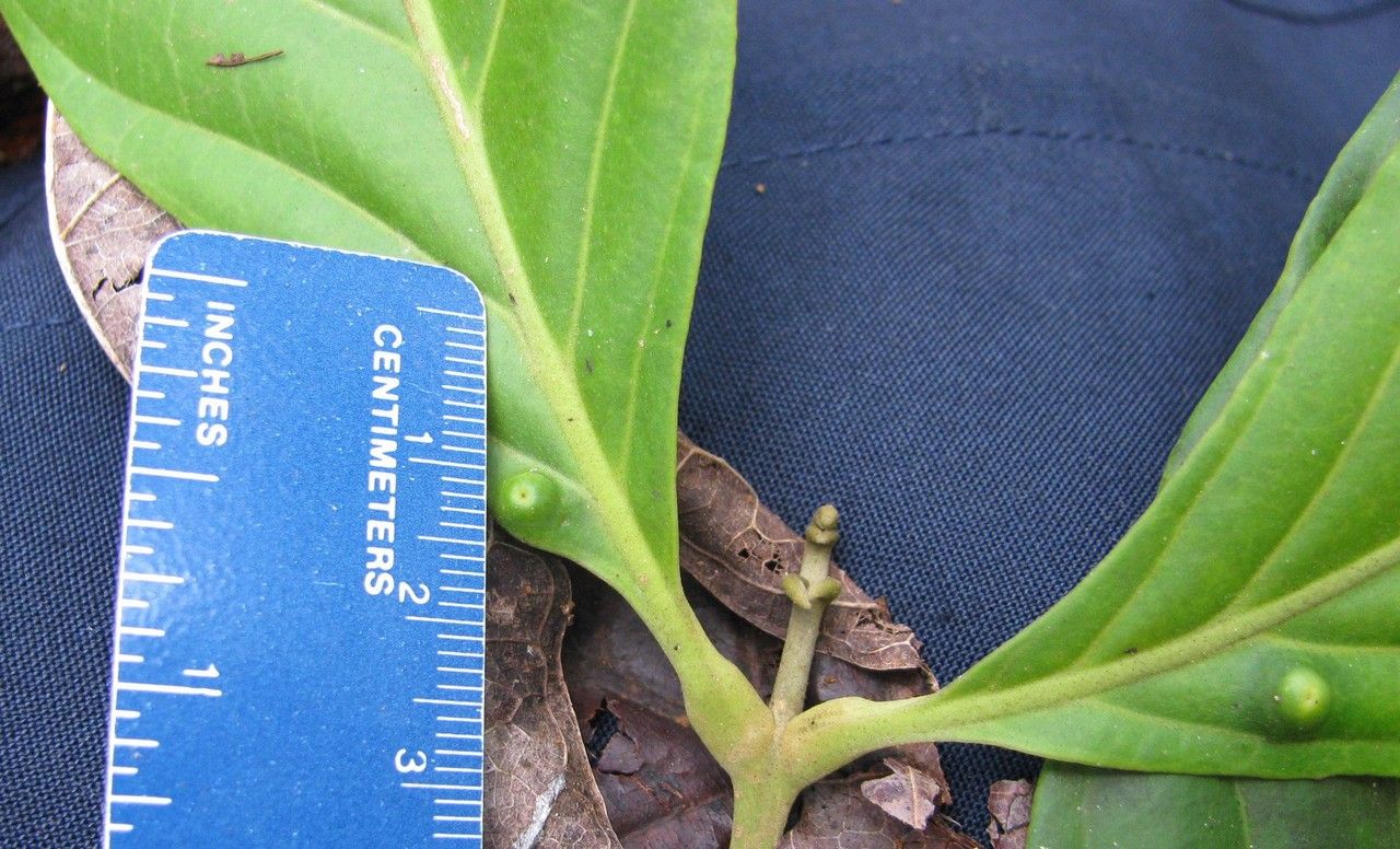 Guarea montana other