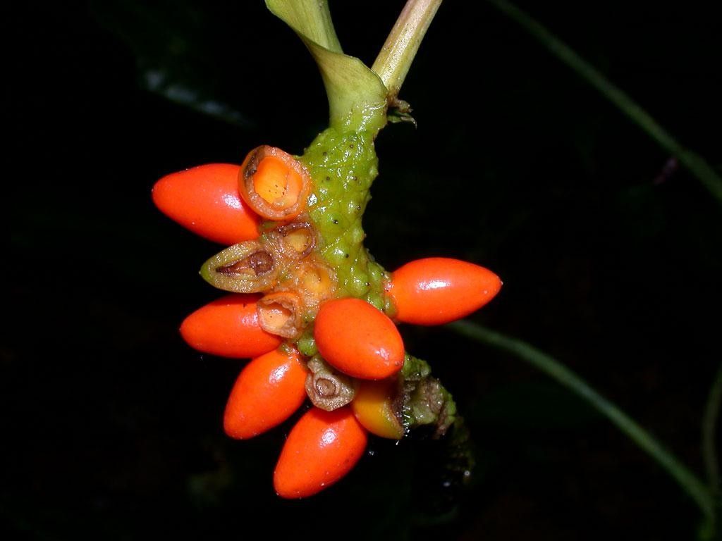 Anthurium flexile fruit