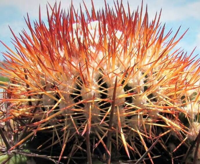 Melocactus macracanthos other