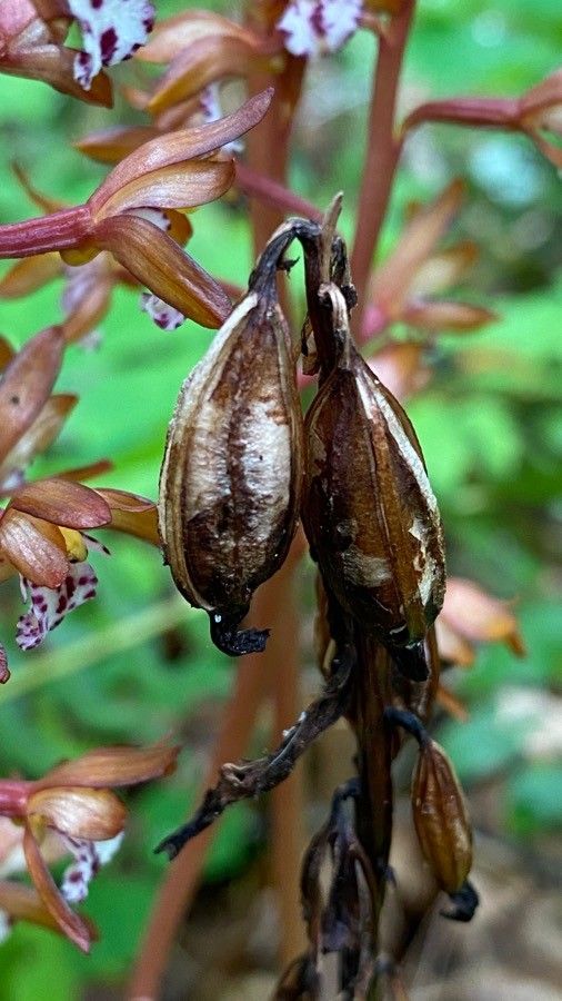 Corallorhiza maculata fruit