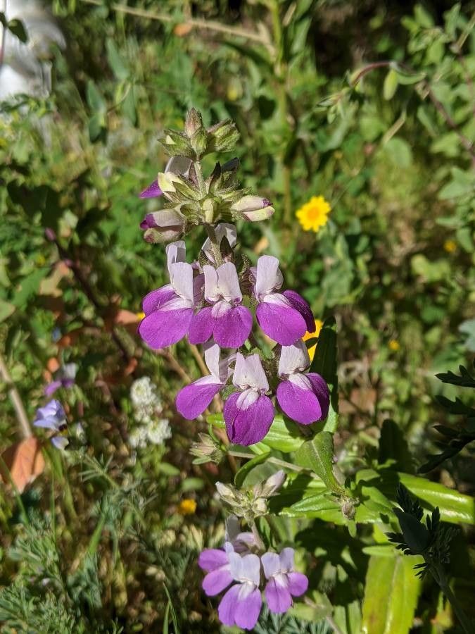 Collinsia concolor flower
