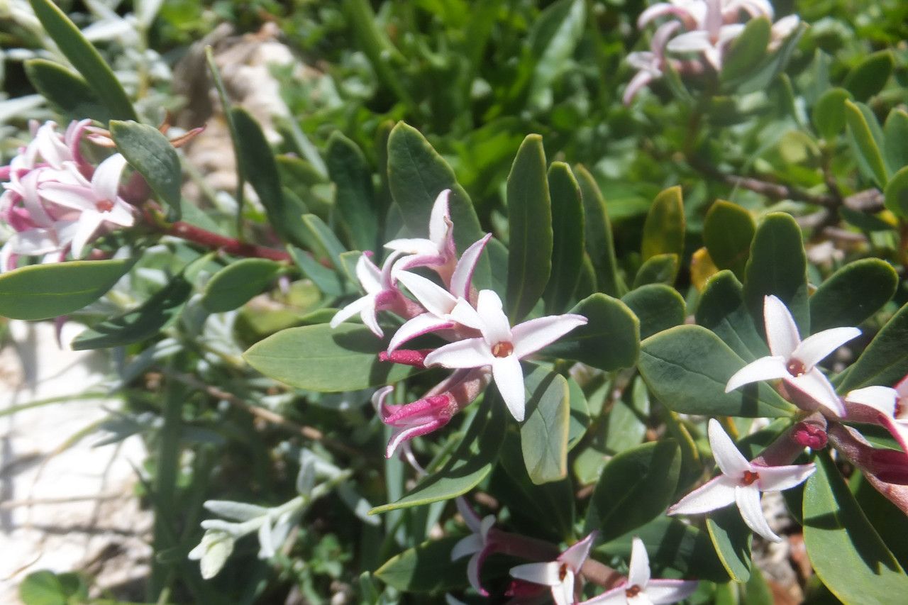 Daphne oleoides flower