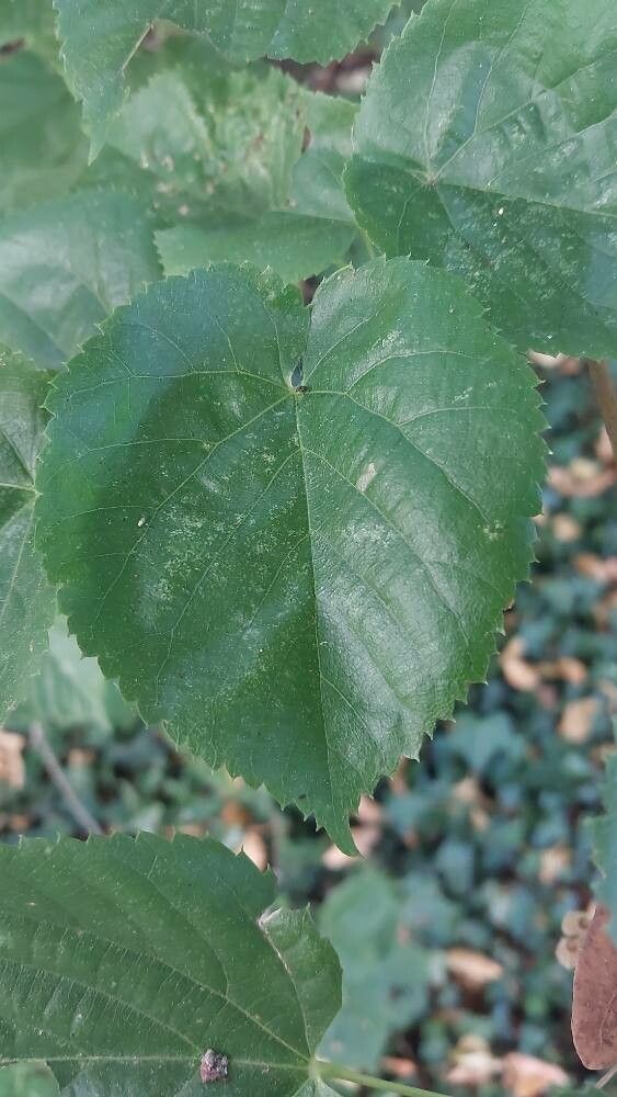 Tilia mandshurica leaf