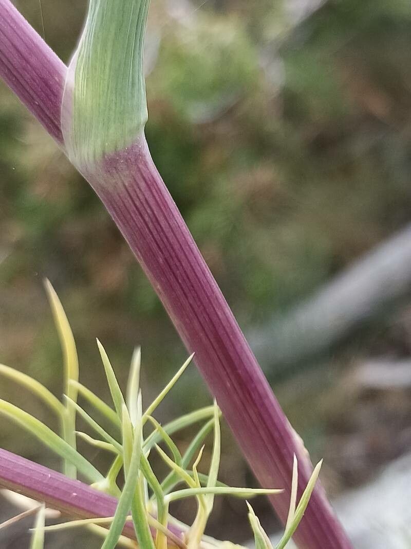 Seseli gummiferum bark