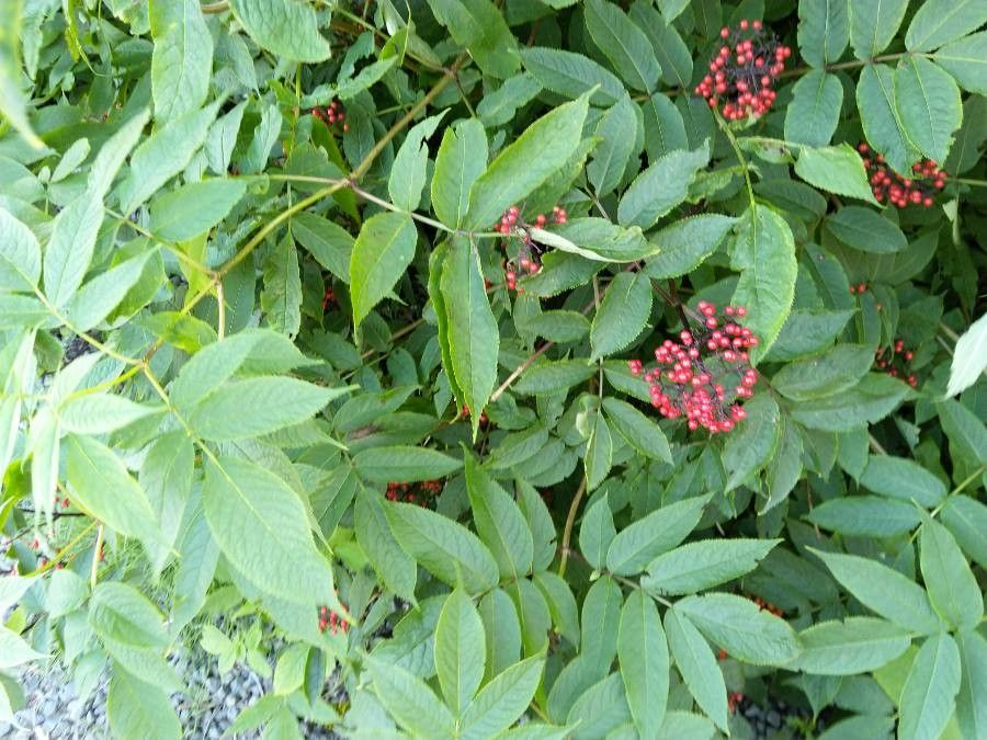 Sambucus callicarpa