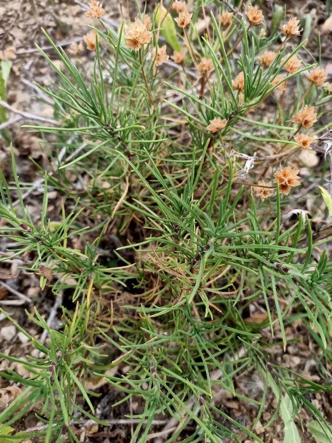 Plantago sempervirens — search result for 'Plantago'