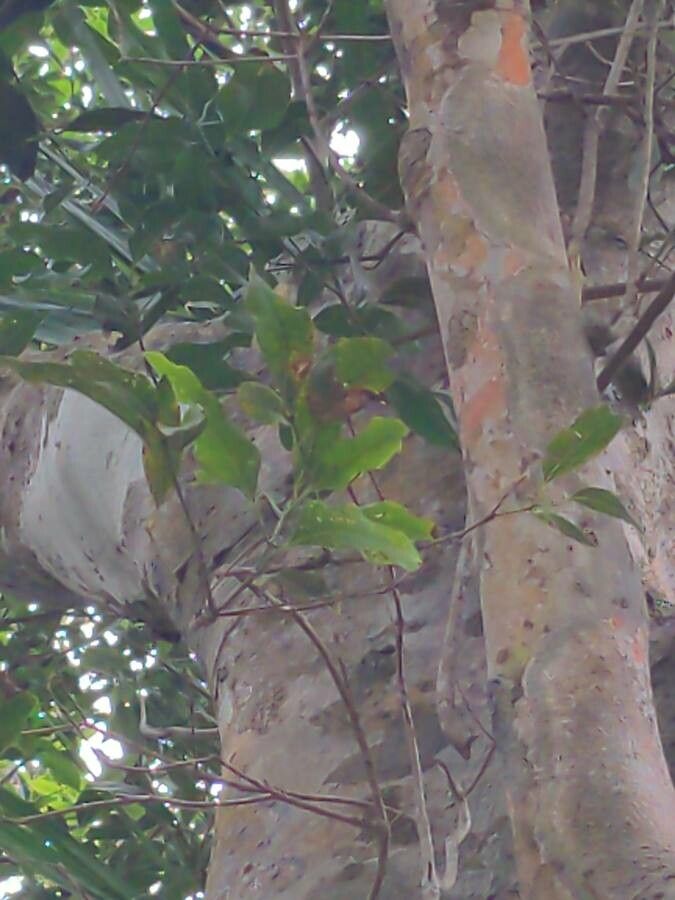 Beilschmiedia erythrophloia — houseplant care guide