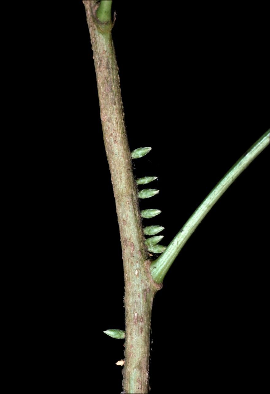 Agrostistachys indica bark