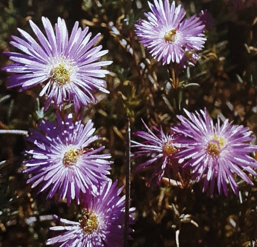 Erepsia aspera — related species from the same genus