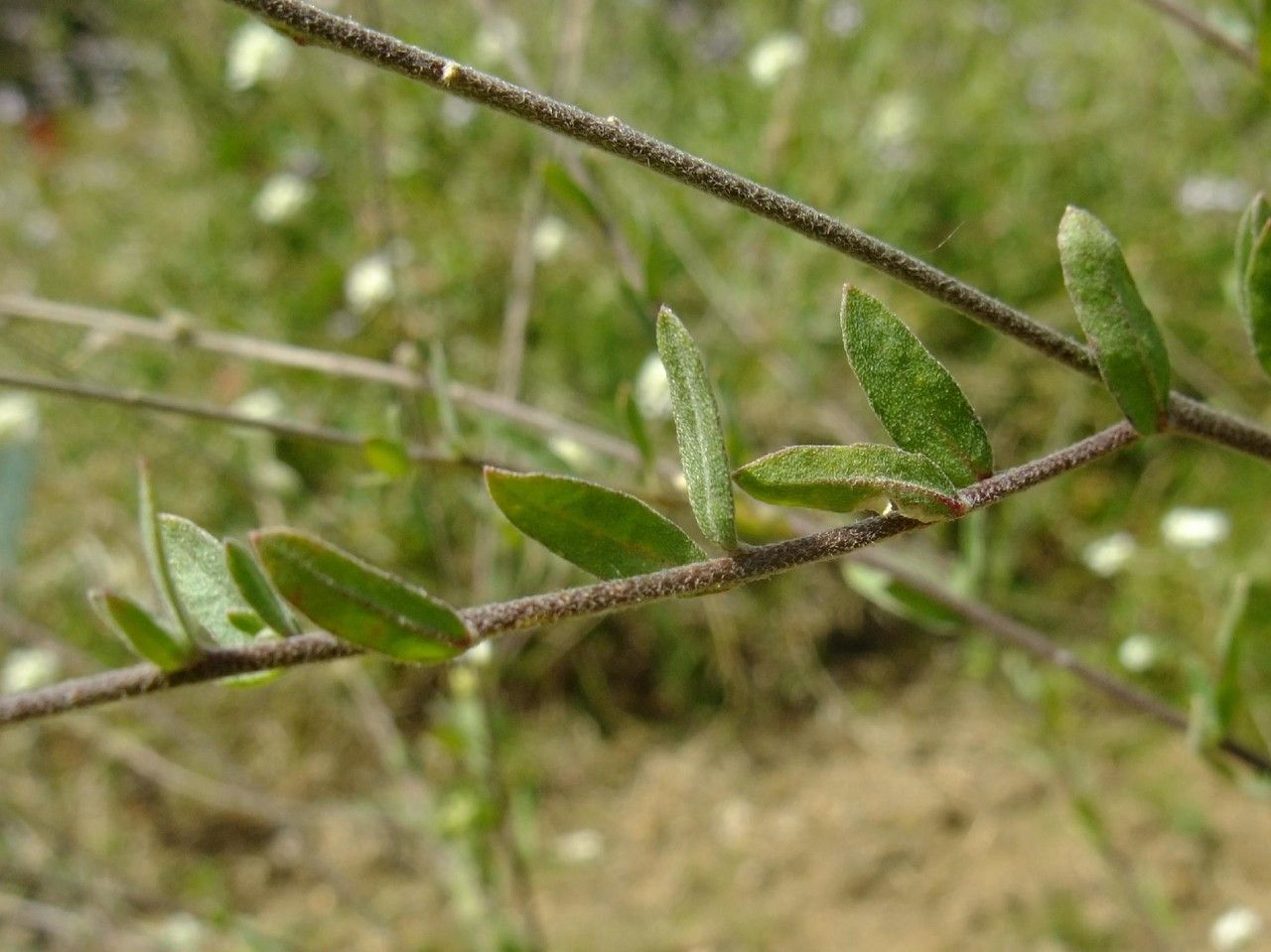 Erysimum perofskianum habit