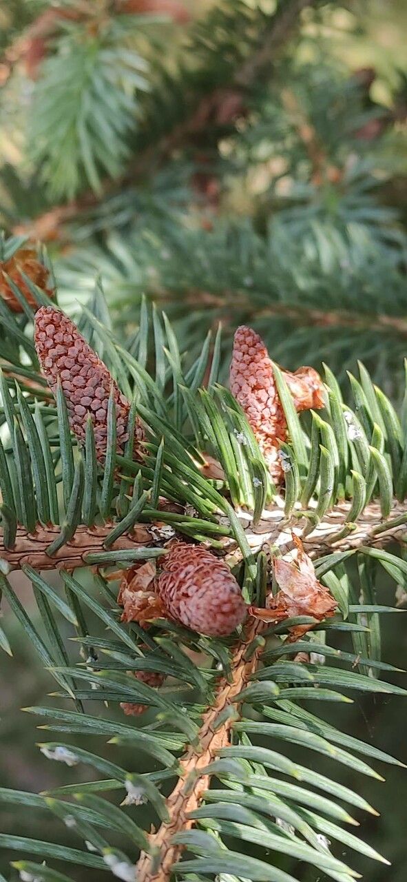 Picea chihuahuana flower