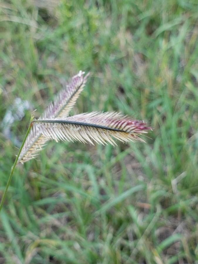 Hordeum brachyantherum flower
