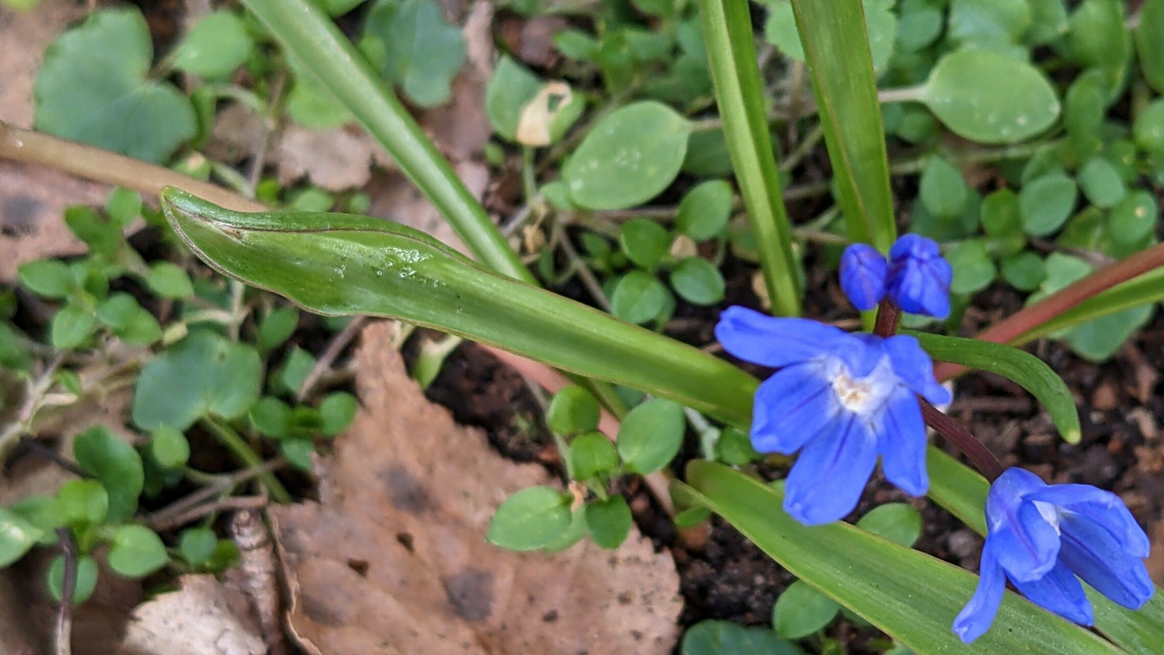 Scilla sardensis — search result for 'Scilla'