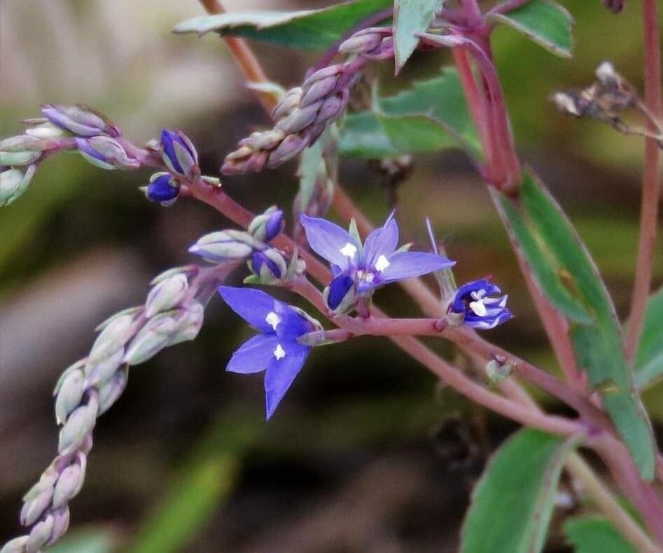 Veronica blakelyi — houseplant care guide
