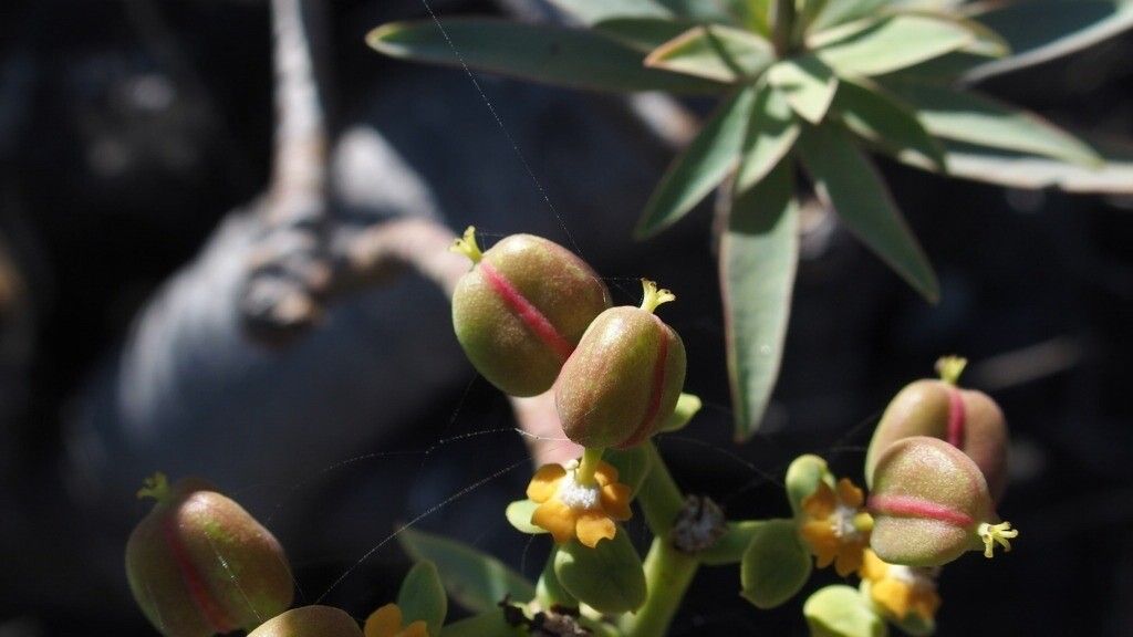 Euphorbia piscatoria fruit