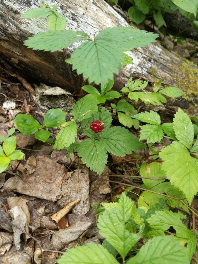 Rubus pubescens fruit