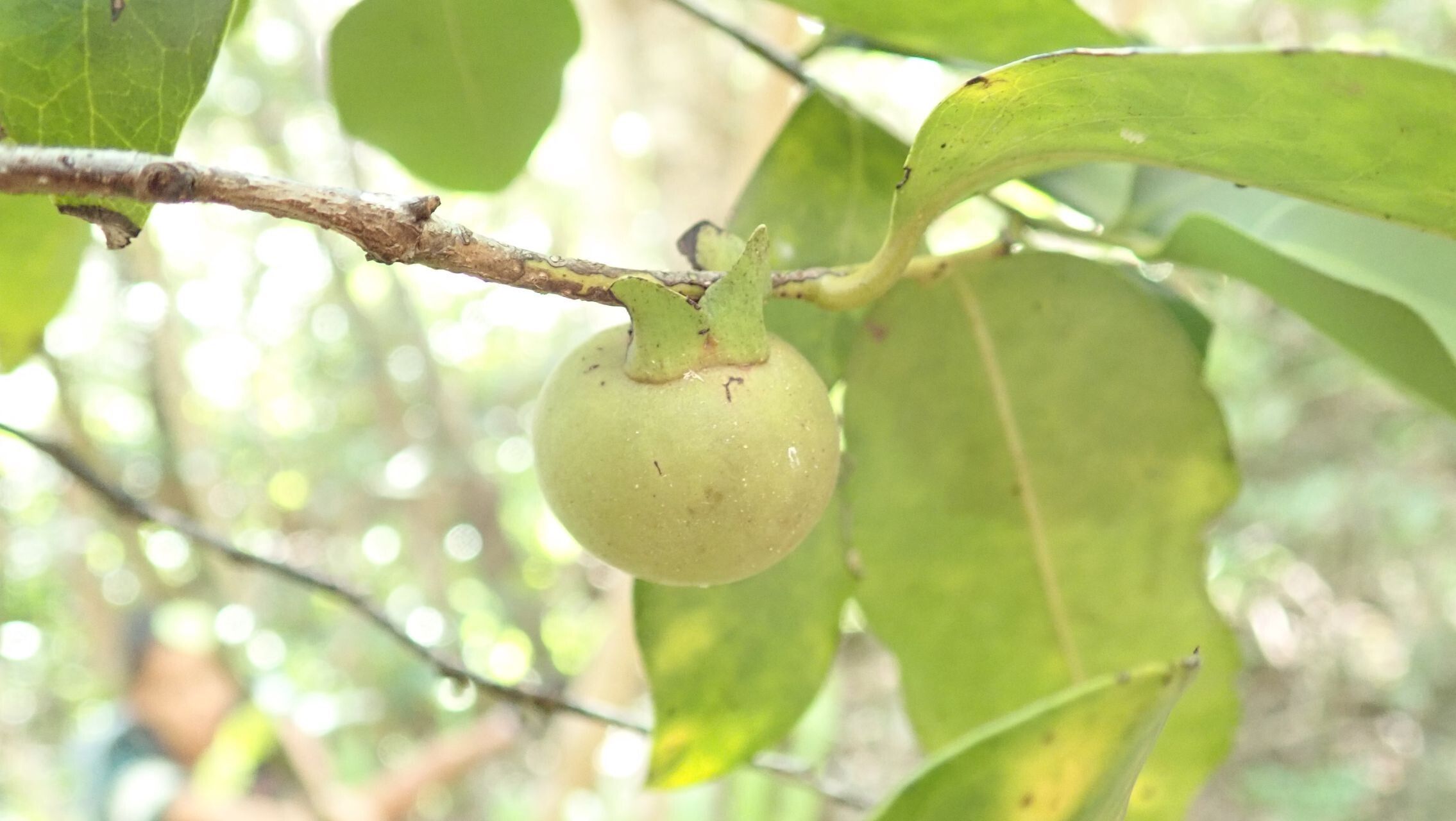 Diospyros samoensis fruit