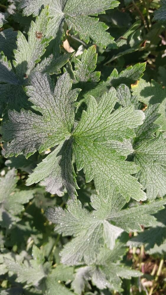 Geranium pulchrum — houseplant care guide