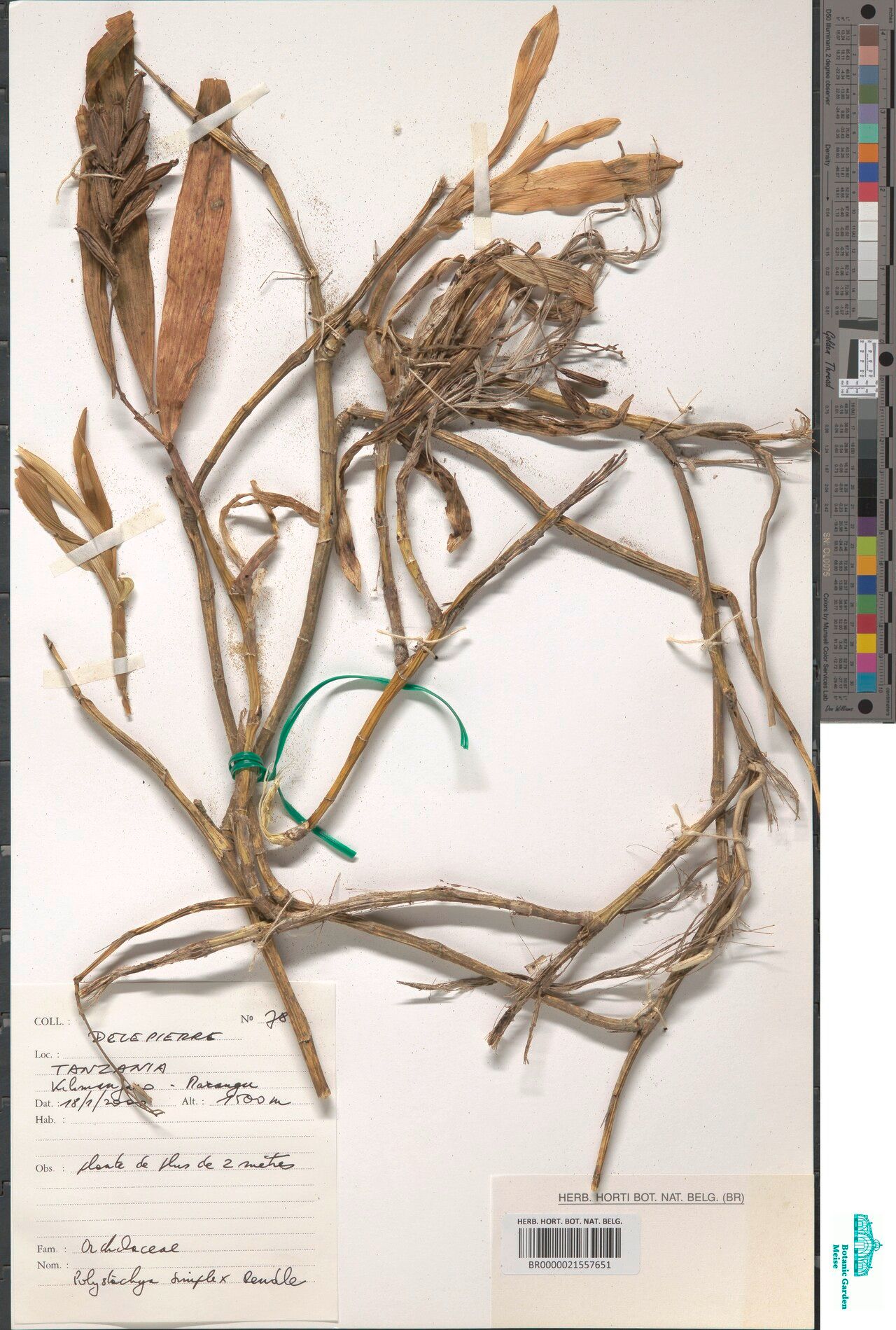 Polystachya simplex — houseplant care guide