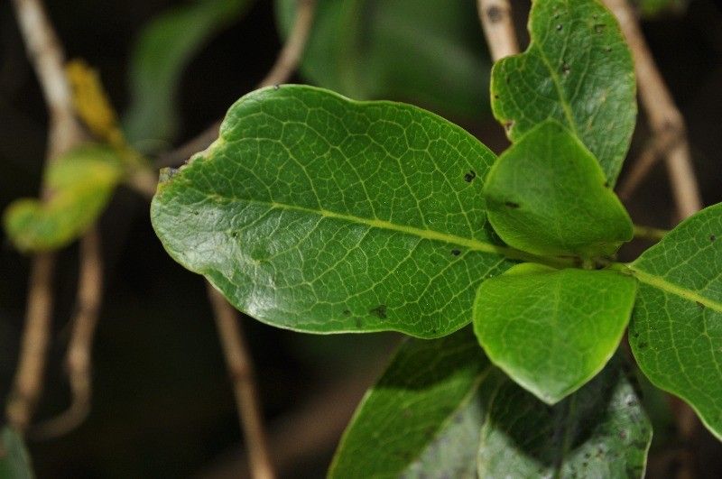 Geniostoma borbonicum leaf