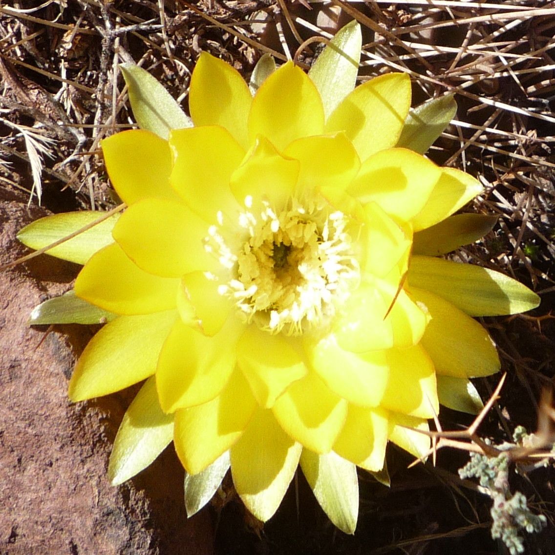 Echinopsis ferox flower
