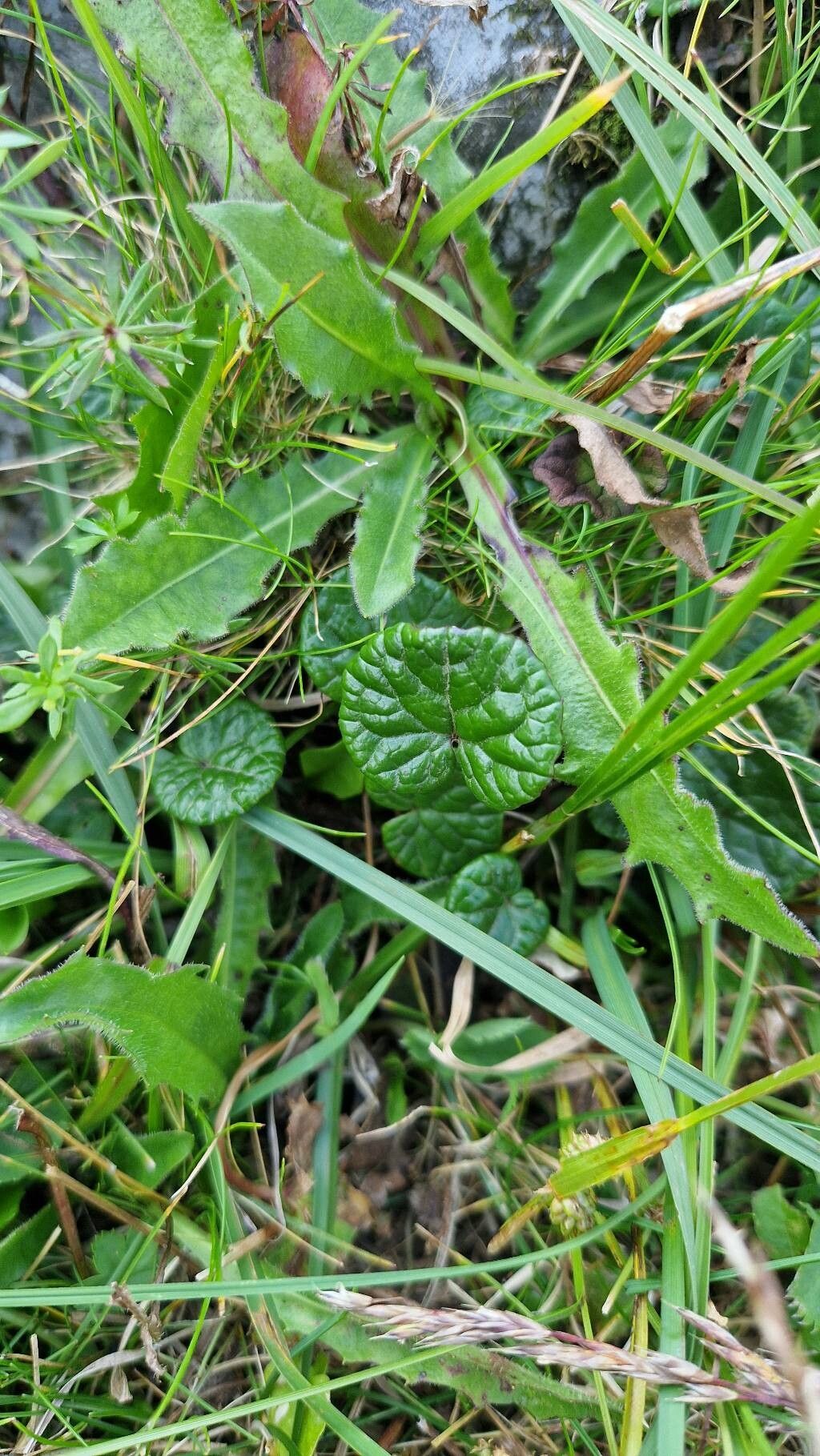 Homogyne discolor leaf
