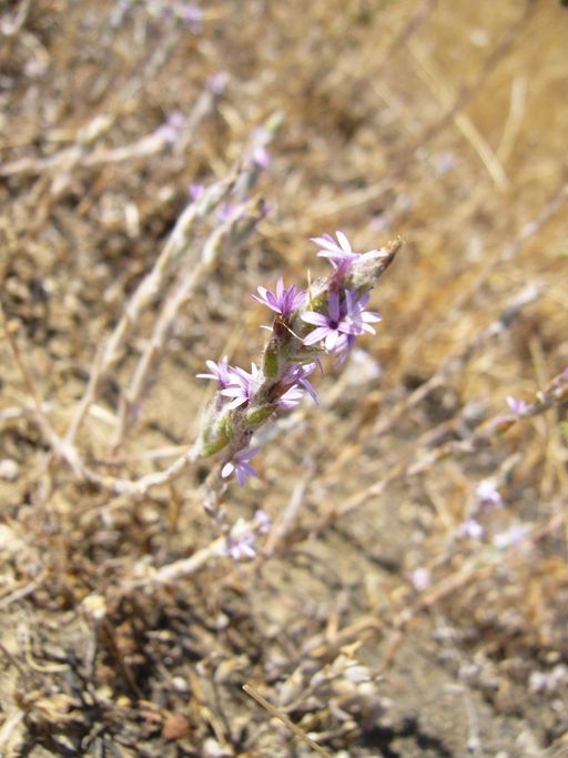 Lessingia virgata — search result for 'Lessingia'