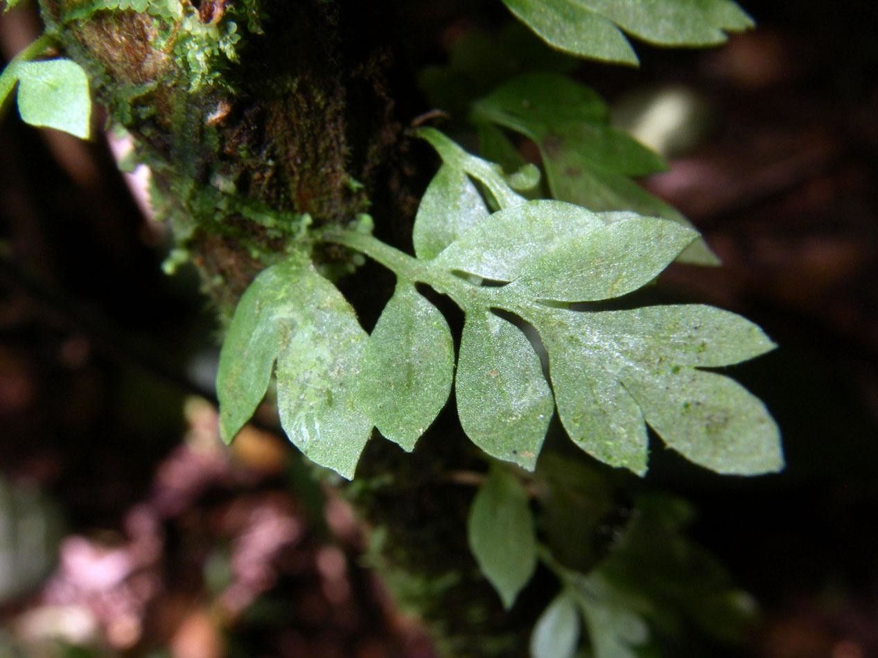 Asplenium holophlebium — houseplant care guide