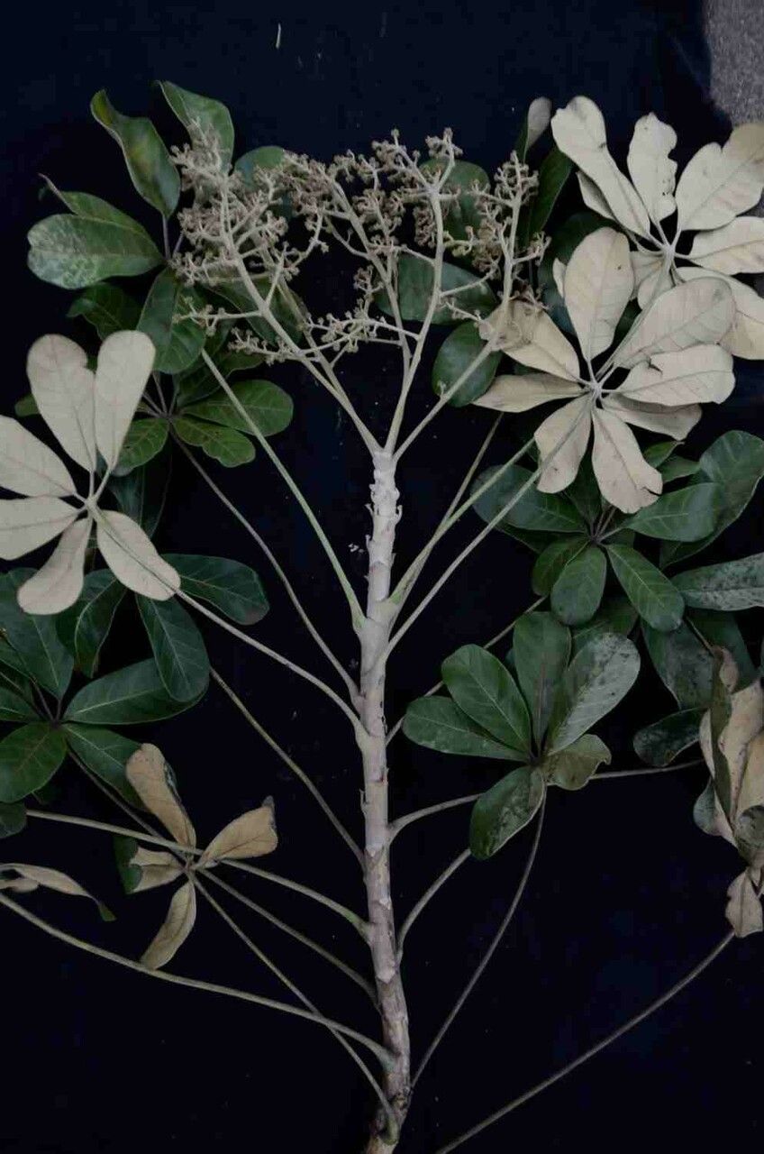 Schefflera macrocarpa flower