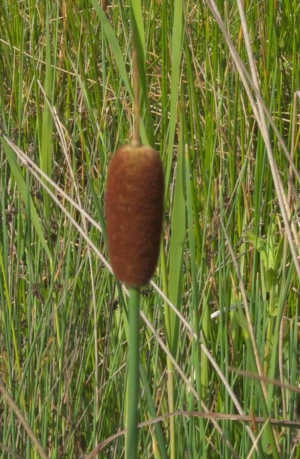 Typha minima flower