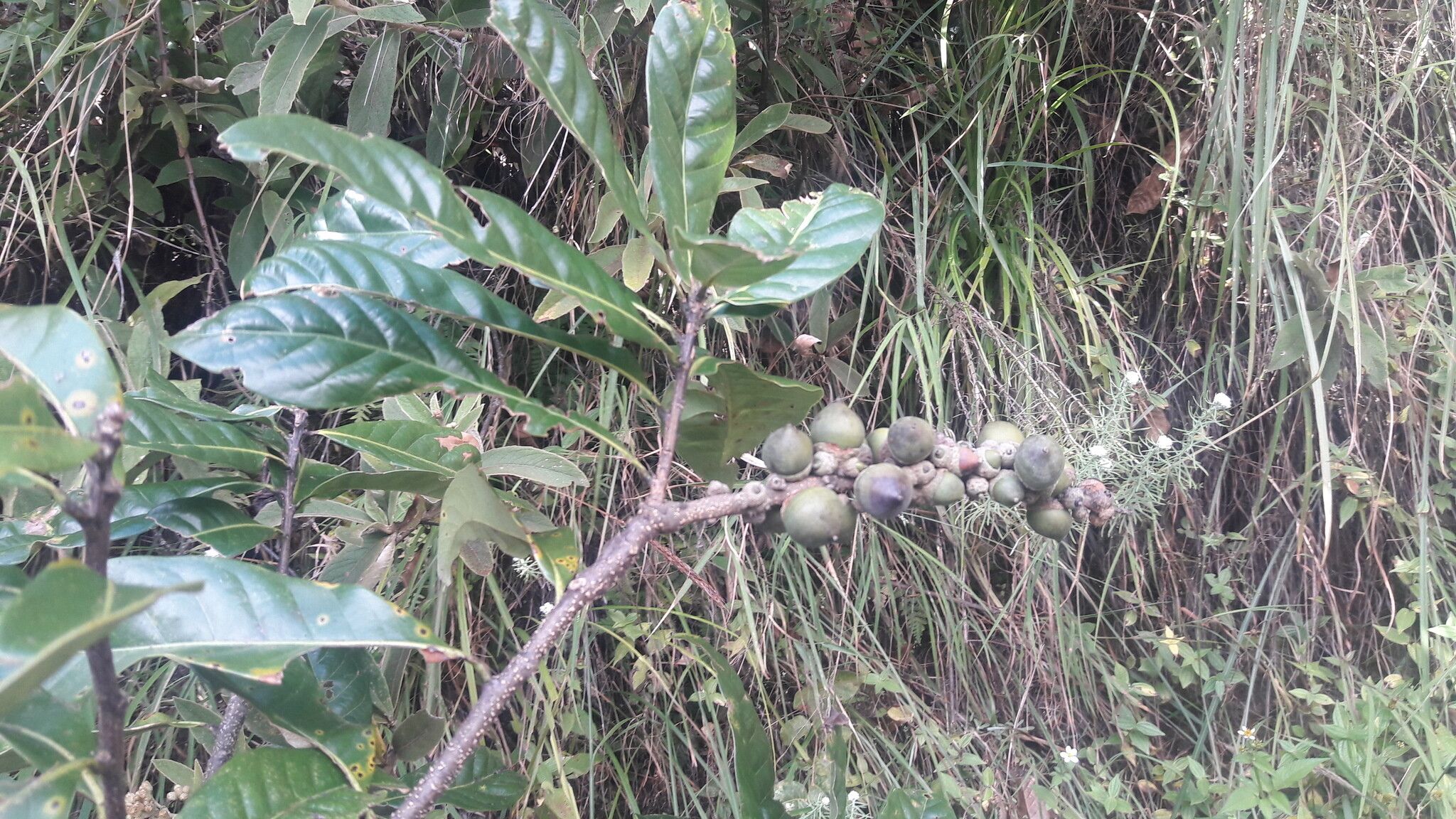 Lithocarpus elegans fruit