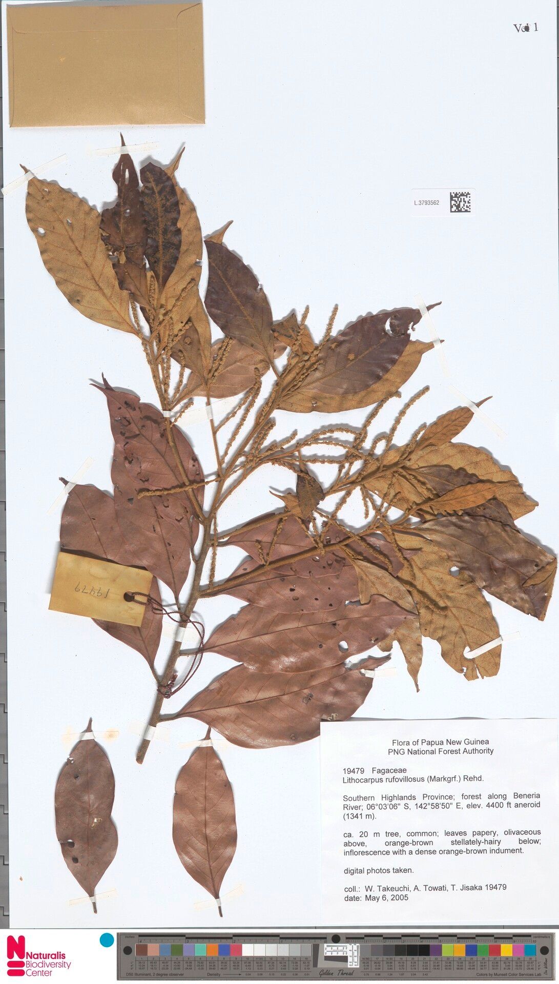 Lithocarpus rufovillosus — houseplant care guide