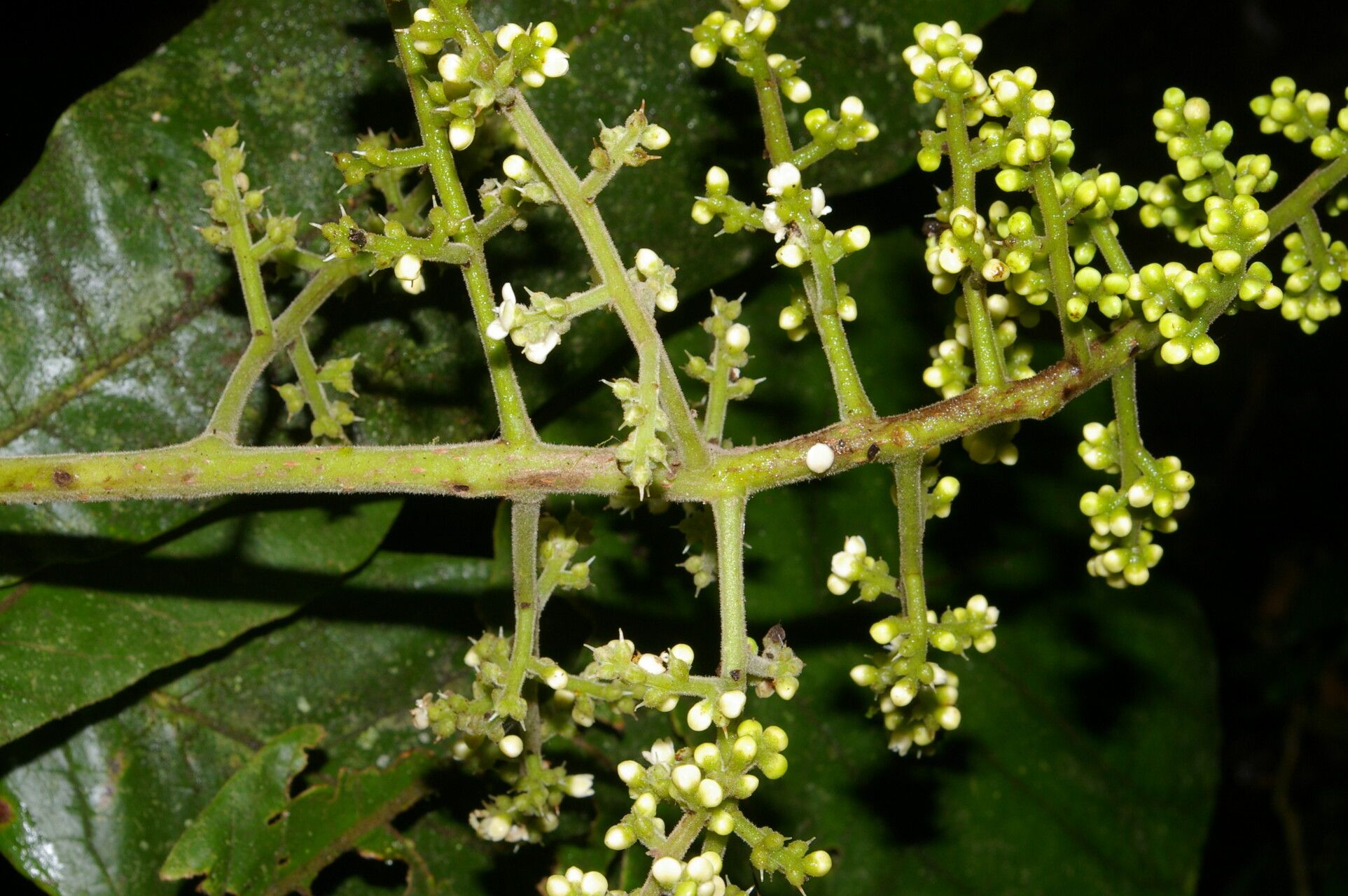 Meliosma cresstolina leaf
