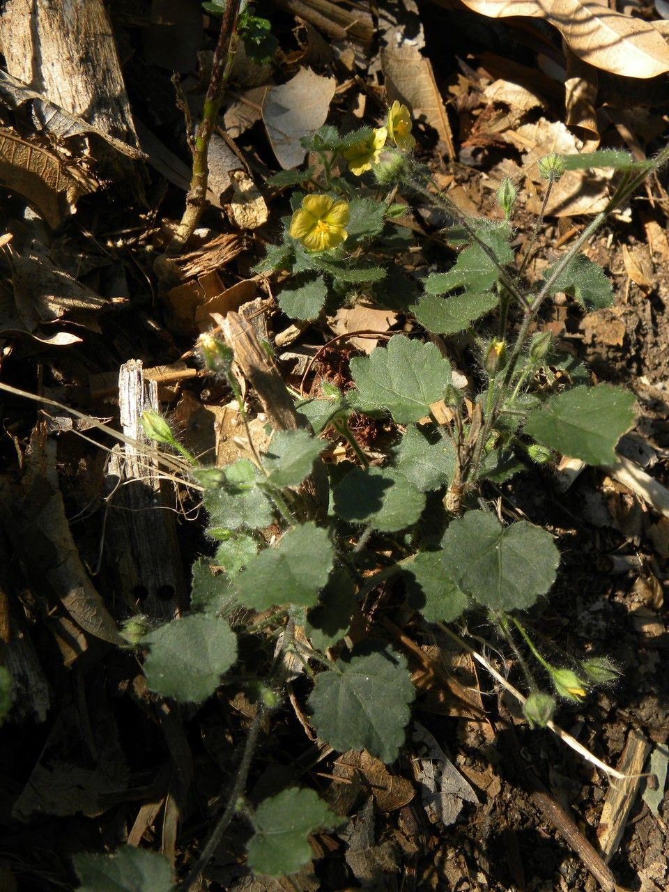 Sida cordata habit