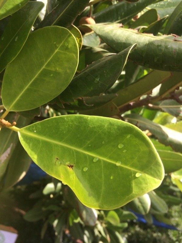 Mimusops coriacea — houseplant care guide