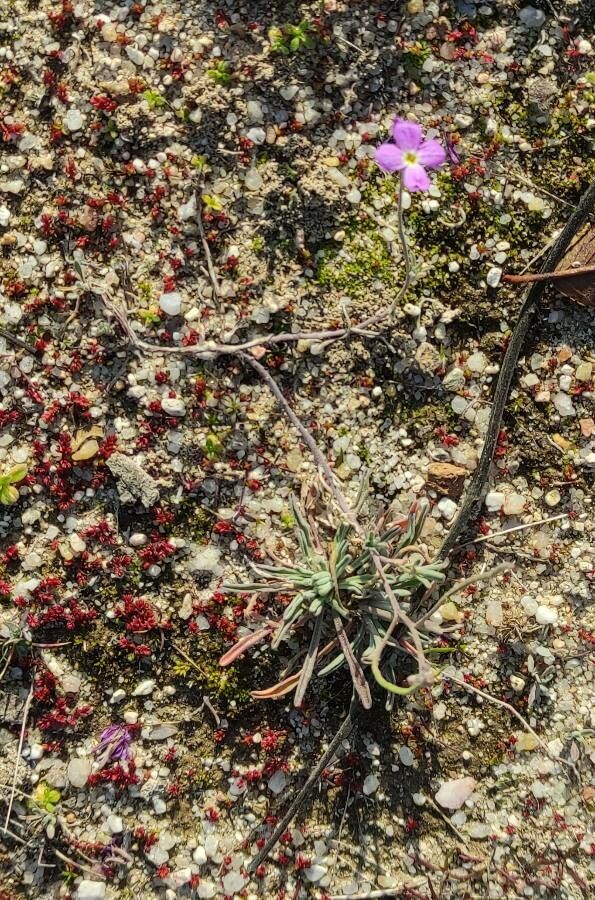 Malcolmia triloba — houseplant care guide