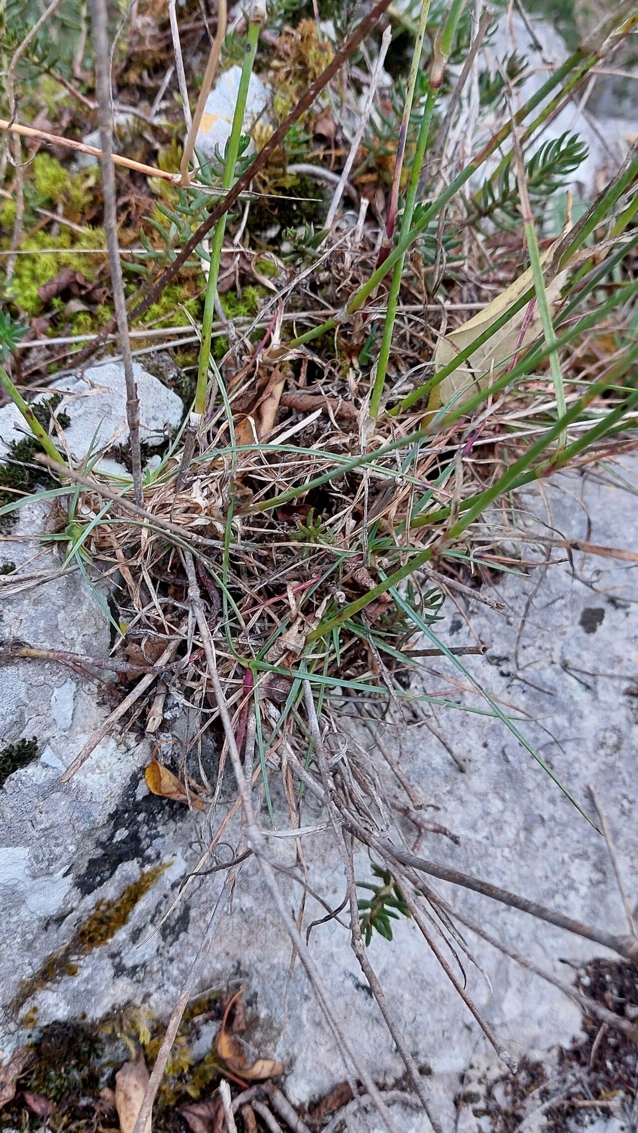 Dianthus ciliatus — houseplant care guide