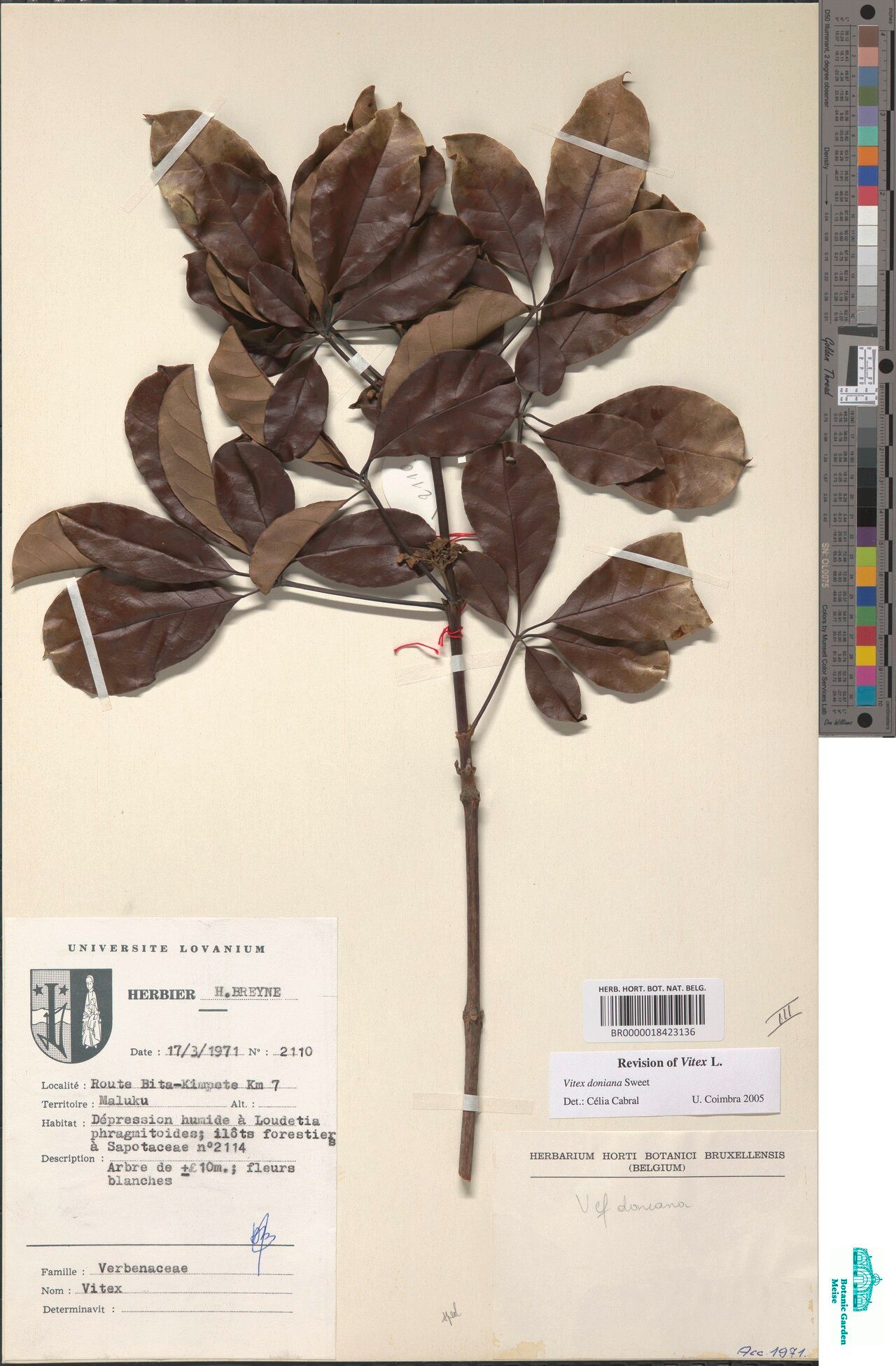 Vitex djumaensis — houseplant care guide